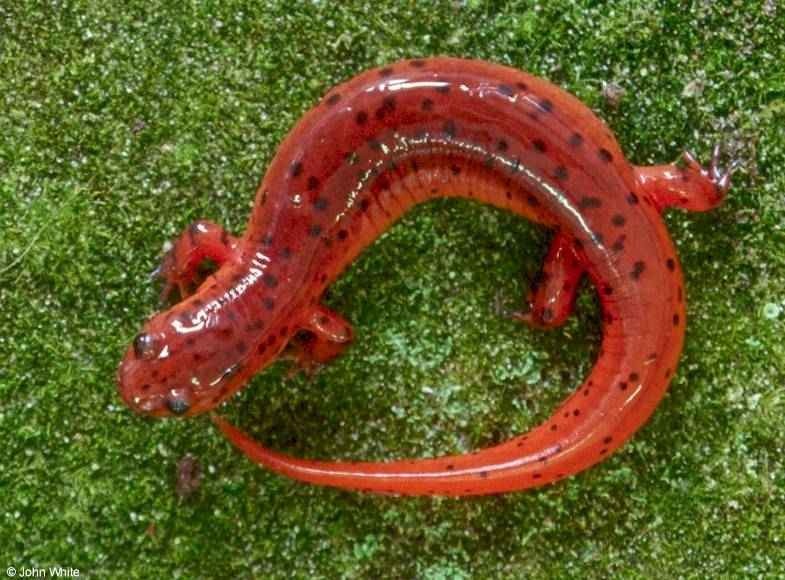 Salamander- 
